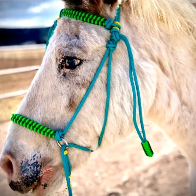 2025 New Product Ideas Pet Accessories Horse Halter Nylon Equestrian Halter and Lead Ropes