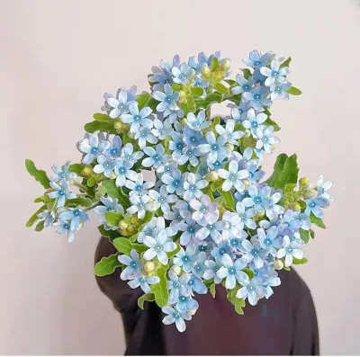 Yunnan Dounan Flower Market Wholesale China Fresh Cut Flowers, Blue Flowers, 1 Bunch of 10 Stems Blue Daze