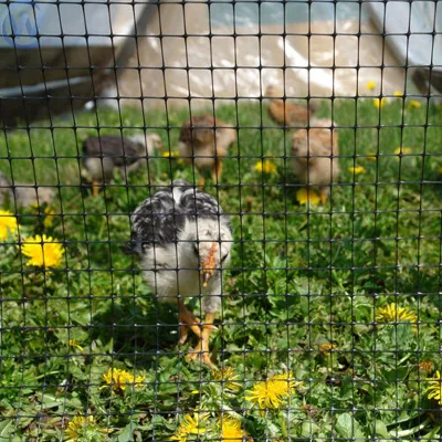 Protective Fence Net Anti-bird Net Garden Fence Plant Net Roll Thailand Chicken Netting