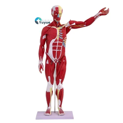 80CM PVC Full-Body Human Muscle Model with Internal Organs Medical Science Anatomy Model for Muscle and Organ Study