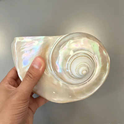Natural Glossy Pearl Conch Shell Iridescent Rainbow Seashell Coastal Decor Wedding Centerpiece Beach Souvenir Gift
