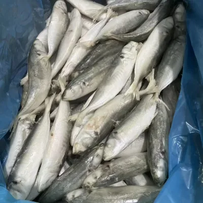 IQF Frozen Organic Whole Horse Mackerel Fish Chinese Seafood Basa Round Scad Premium Quality Aquatic Delicacy 10kg Carton