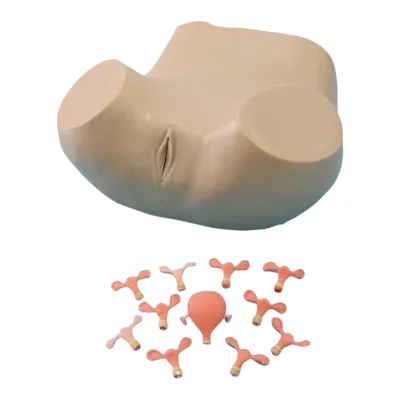 High Quality Advanced Gynecological Examination Model for Medical Student Practice for Teaching and Learning Anatomy