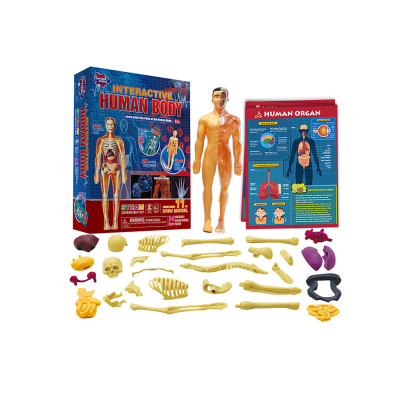 Wholesale Kids Childhood Education Detachable Assembly Enlightenment Experimental Teaching Aids Human Organ Anatomy Model