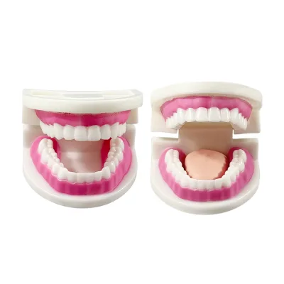 Mini tooth model with tongue new style mini tooth model for brushing teeth teaching model