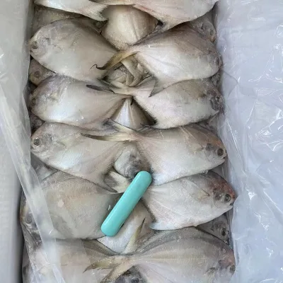 Wholesale Frozen Silver Pomfret Fish BQF White Pomfret at Competitive Price
