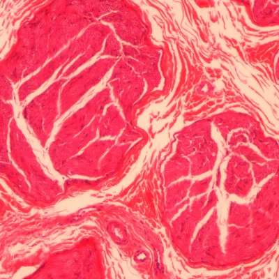 Essential Tool for Medical Science Student Teaching Slide Microscope for Histology and Embryo Preparation for Medical Students