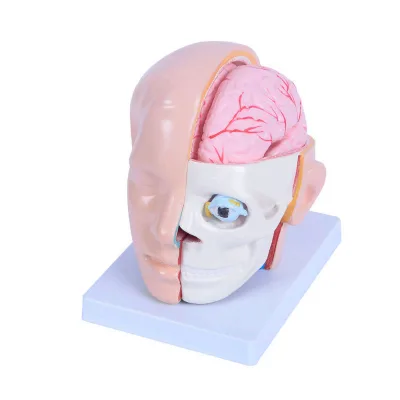 10 Parts Brain with Arteries on Head Model Half Head and Brain Anatomy Model