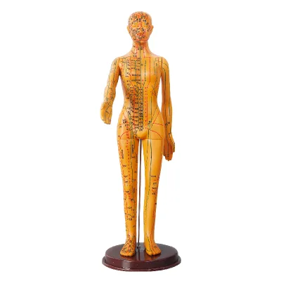 52cm Female Hospital Medical School Teaching Training Acupuncture Needle Hospitals Anatomical Human Model