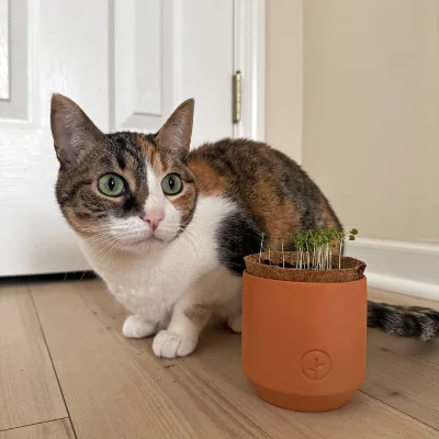 Pet Tiny Terracotta Grow Kits Catnip Wheatgrass Fast Growing Healthy Pet Snacks