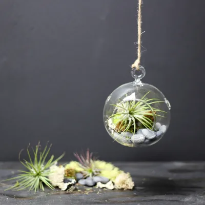 Best Gift Herb Garden Kit Glass Terrarium Vase Lively Reptile Mini Terrarium Kids Plant Kit Pots Hanging Glass Plant Terrarium