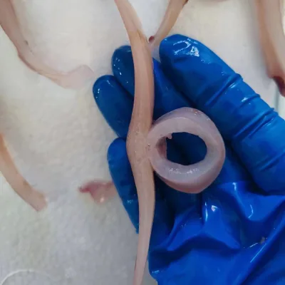 Dosidicus Gigas Squid Rings Strips Frozen IQF Processing 1kg White Nature China Seafood HUANGDA Brand 24 Month Shelf Life