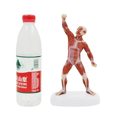 23cm full-body muscle model art sketch sculpture, muscle anatomy teaching aid fitness yoga displa