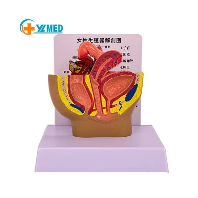 Teaching Human Model Small Size Female Pelvic Anatomy Model Sagittal Plane Display with Base Support Customization