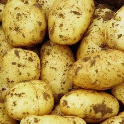 Premium Fresh Holland Variety Newest Crop Potatoes for Cooking Wholesale Bulk Export Farm-to-Table Quality Refrigerated Storage