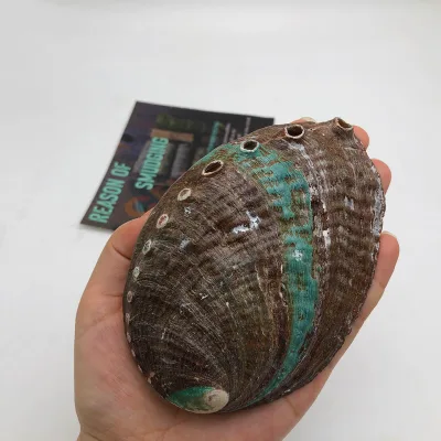 CELION Abalone Shell Clean Sea Shells Natural From China Home Decoration Eco-friendly Carton Religious Europe Seashell 20 Pcs