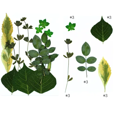 Natural Dried Leaves Dry Leaf Flowers Plant Specimen Pressed Flowers Leaved Mixed Packs Wholesale Accept Custom