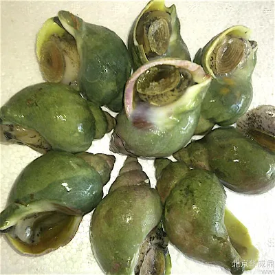 Jade Whelk