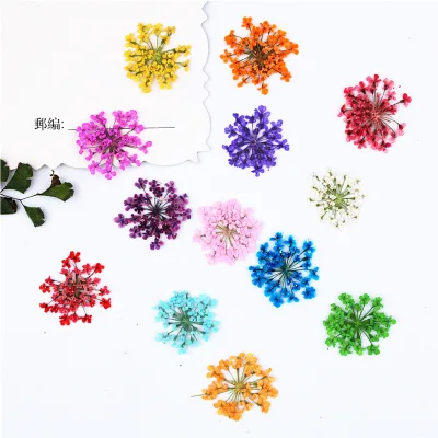 2.5-3 CM Minoan Lace Purple Lace Pressed Flowers Dried Pressed Flowers for Nail Art Resin Epoxy Wax Seal Wedding Photo Frame