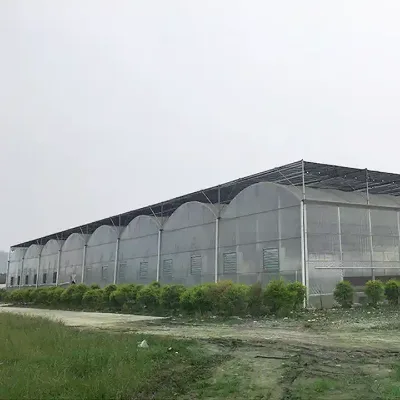 Professional Hydroponics System Integrated Greenhouse for Sale Wholesale Prices