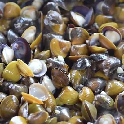 Hot Selling Vacuum Package Bulk Frozen Tasted Delicious High Quality River Clam Meat