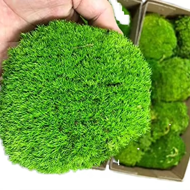 Customizable Eco-Friendly Real Dried Moss Wall Decor Preserved Indoor/Outdoor Greenery for Lasting Beauty for Landscapers