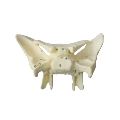Human Sphenoid Bone Anatomical Model for Medical Science