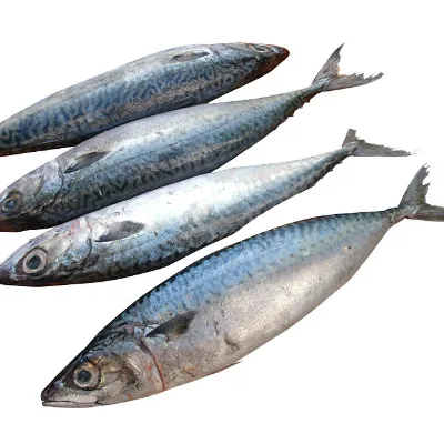 High Quality Frozen Horse Mackerel Whole Grade a BQF Process HACCP/BRC Certified 18 Month Shelf Life Nutritious & Low-Fat