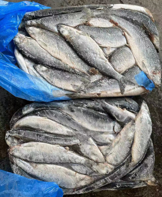 Japanese food popular Snacks herring fish frozen seafood fresh