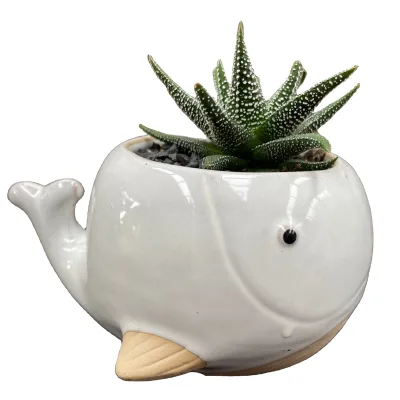white whale cute succulent planters