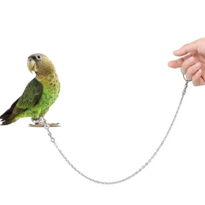 Drop Shipping New Solid Pattern Stainless Steel Bird Leash for Outdoor Parrot Training Prevents Escaping Anklet Foot Ring Chain
