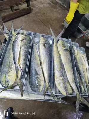 New Light-Caught Sea Frozen Whole Round Mahi Mahi Fish Chinese Seafood Specialty 1-2kg Grade a BQF Frozen