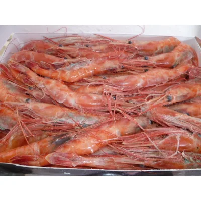 Shrimp