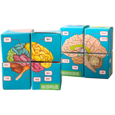 Recognize Human Organ Scientific Experiment Toys Science Teaching Aids STEM Educational Kit
