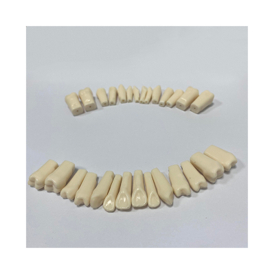 Factory Sales Dental Refill Teeth Typodont Resin Dental Training Teeth