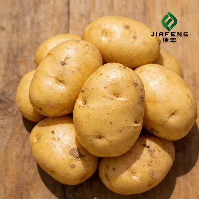Shandong Round Sweet Fresh Refrigerated Potatoes 55cm 0.1kg Pure No Additives Heli Brand for French Fries Ready to Consume