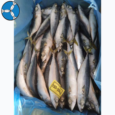 SANFENG SEAFOOD Premium Pacific Mackerel Landfrozen for Southeast Asia Frozen Seafood Import Supply