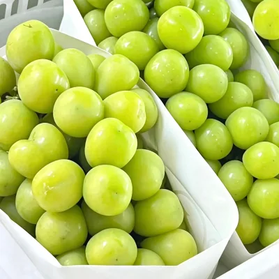 Global Gap Certified Green Grape Premium Quality Large Berry 12g Sunshine Rose Grape International Market