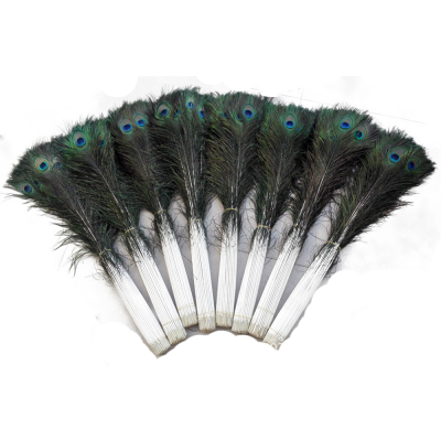 Peacock Feathers for Sale