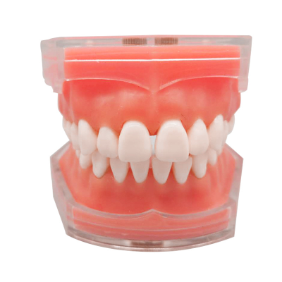 Removable Tooth Teaching Study Extraction Dental Teeth Model Dentistry Practice Training Studying Typodont Models Dentist