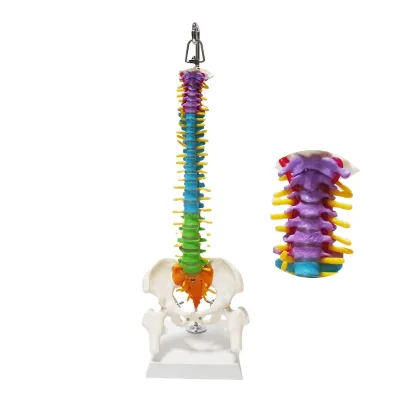 Anatomical Model Spine Educational Science Model Rehabilitation Training 45cm Stand Color Partition Training Model