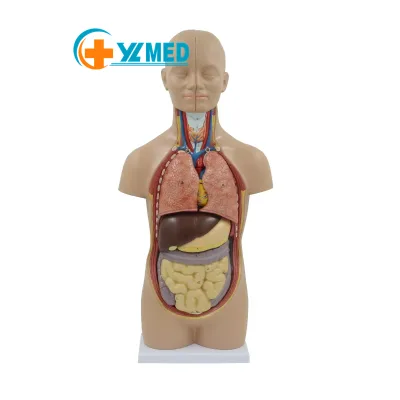 Mini Torso Anatomical Model with Base 12 Removable Parts 48cm Height Comes with Base Small Torso Anatomy Models Teaching Uses