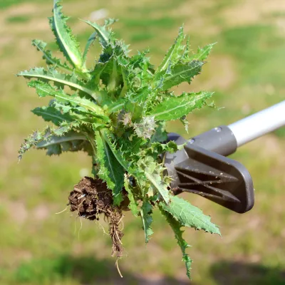 Durable Environmentally Friendly Hand Tool for Lawn Maintenance Weed Control Weed Puller Handgereedschap Onkruidsteker