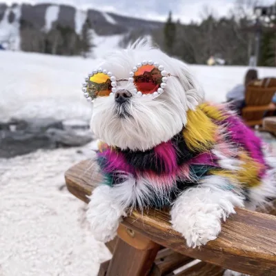 Pet Dog Sunglasses with Pearl Frame, Cat Sunglasses, Teddy Bear, Bichon Frise, Chihuahua Sunglasses for Ins-style Photoshoots