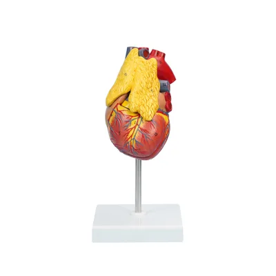 Three Component Detachable Teaching Model Simulation of Heart with Thymus Model