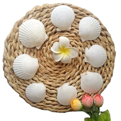 Natural White Scallop Seashells 2-3 Inch Polished Raw Technique Multifunctional Materials DIY Craft Mermaid Beach Wedding