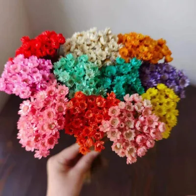 High Quality Preserved Delicate Little Star Decorative Flower Mini Brazilian Daisy for Home Office Decoration