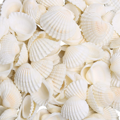 Anggo Small White Natural Scallop Shells 330g 140~160pcs Bulk Raw 1/2"-1 1/4" for Craft Decor