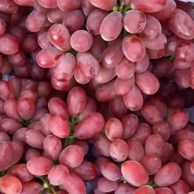 Bulk Organic Delicious Sweet Red Globe Fresh Grapes