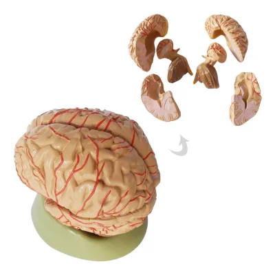 Human Brain Anatomical Model With Artery 9 Parts Dissection Normal to Life Size